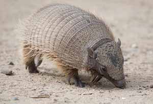 Armadillo