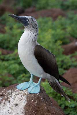 Blue-Footed Booby