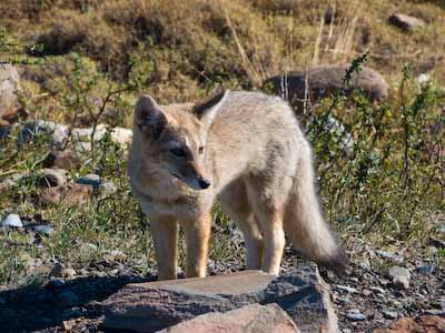 Grey Fox