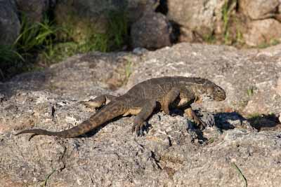 Hybrid Iguana