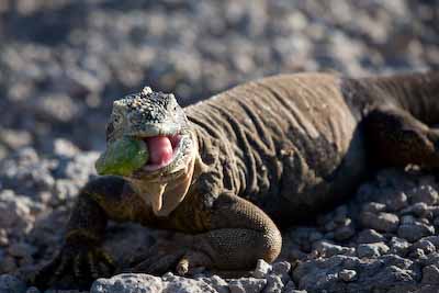 Land Iguana 3