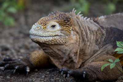 Land Iguana 1