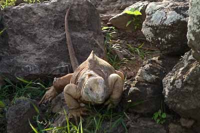 Land Iguana 4