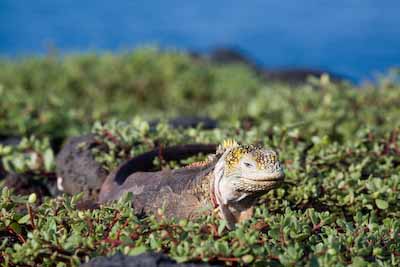 Land Iguana 2