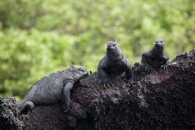 Marine Iguana 1