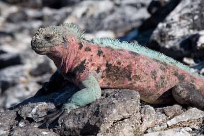 Marine Iguana 2