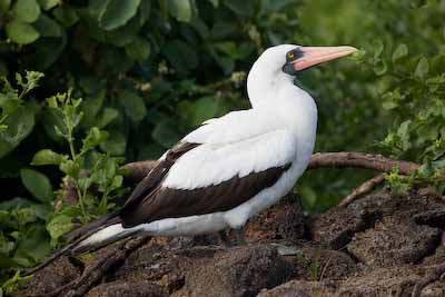 Nazca Booby