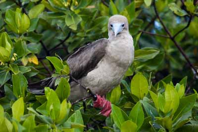 Red-Footed Booby 1