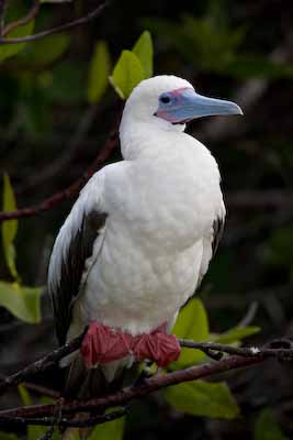 Red-Footed Booby 2