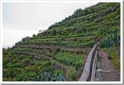 The vineyard walk above Manarola