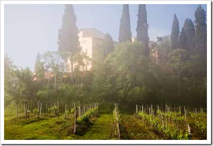 Our villa with vineyards in the foreground